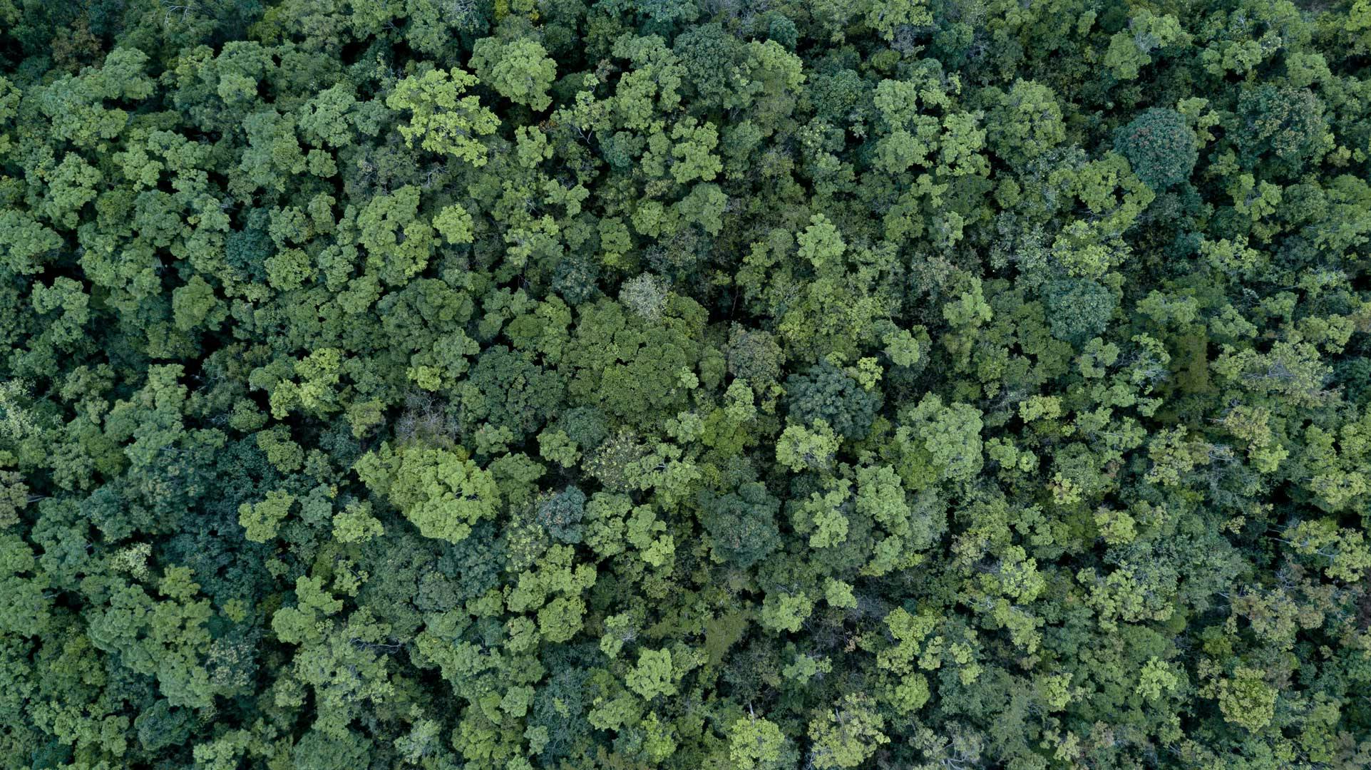 Overhead aerial view of treetops in a forrest