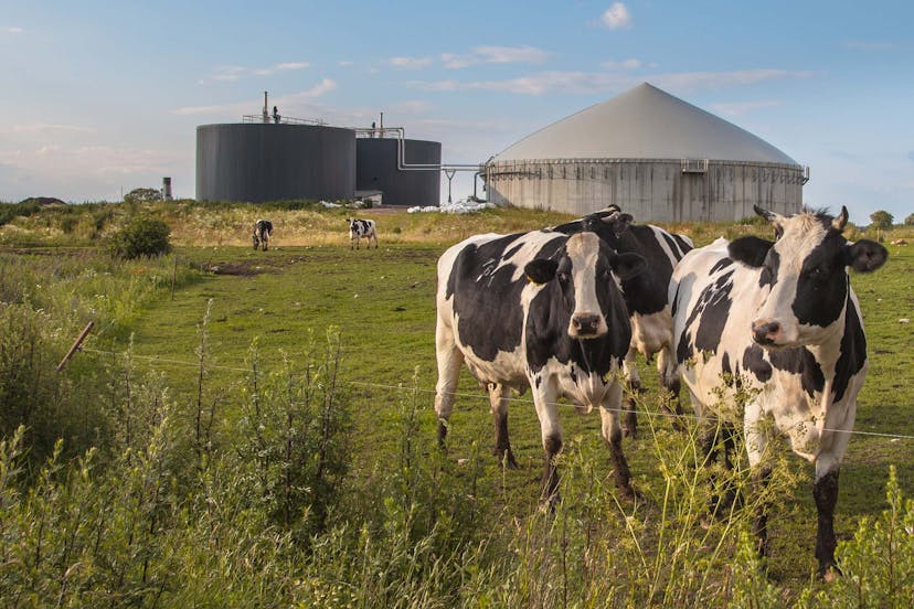 Cattle in field with silo and storage tank in background